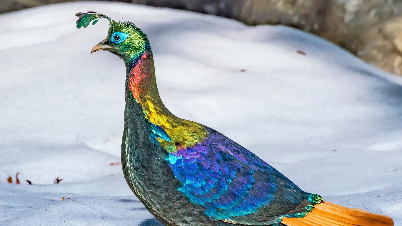 Himalayan Monal