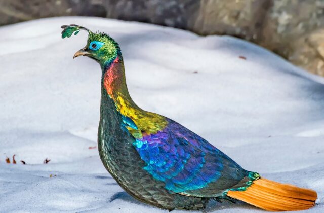 Himalayan Monal