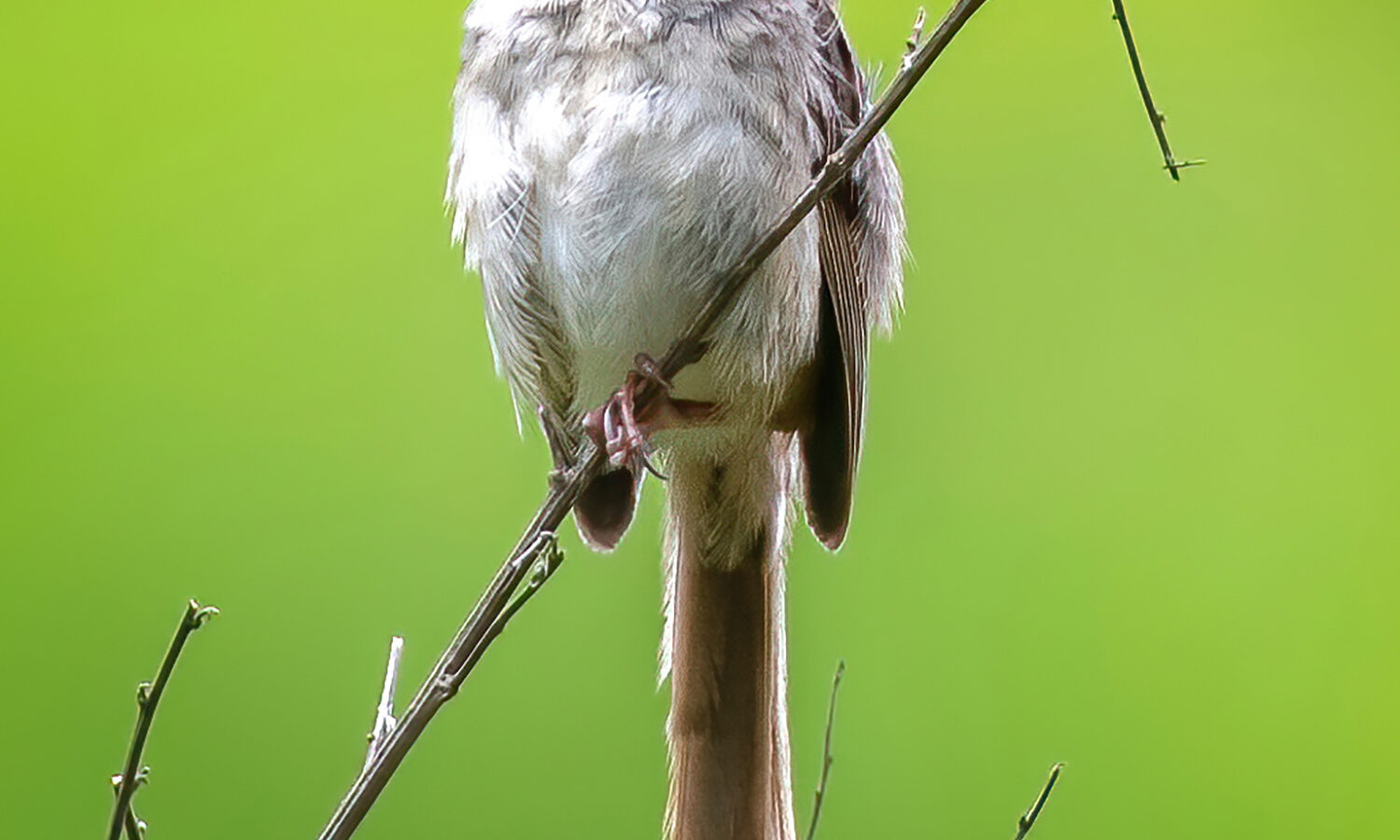Himalayan Prinia