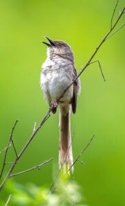 Himalayan Prinia