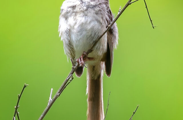 Himalayan Prinia