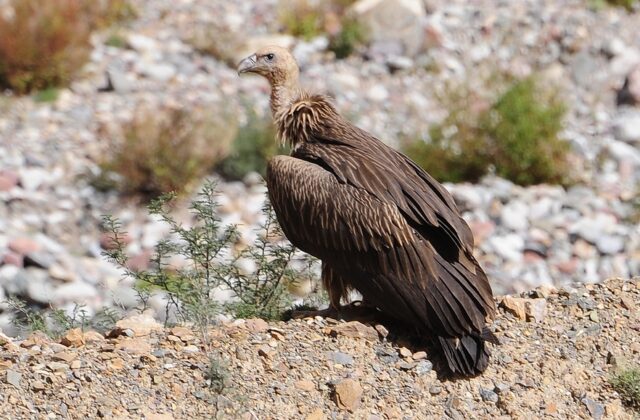 Himalayan Vulture