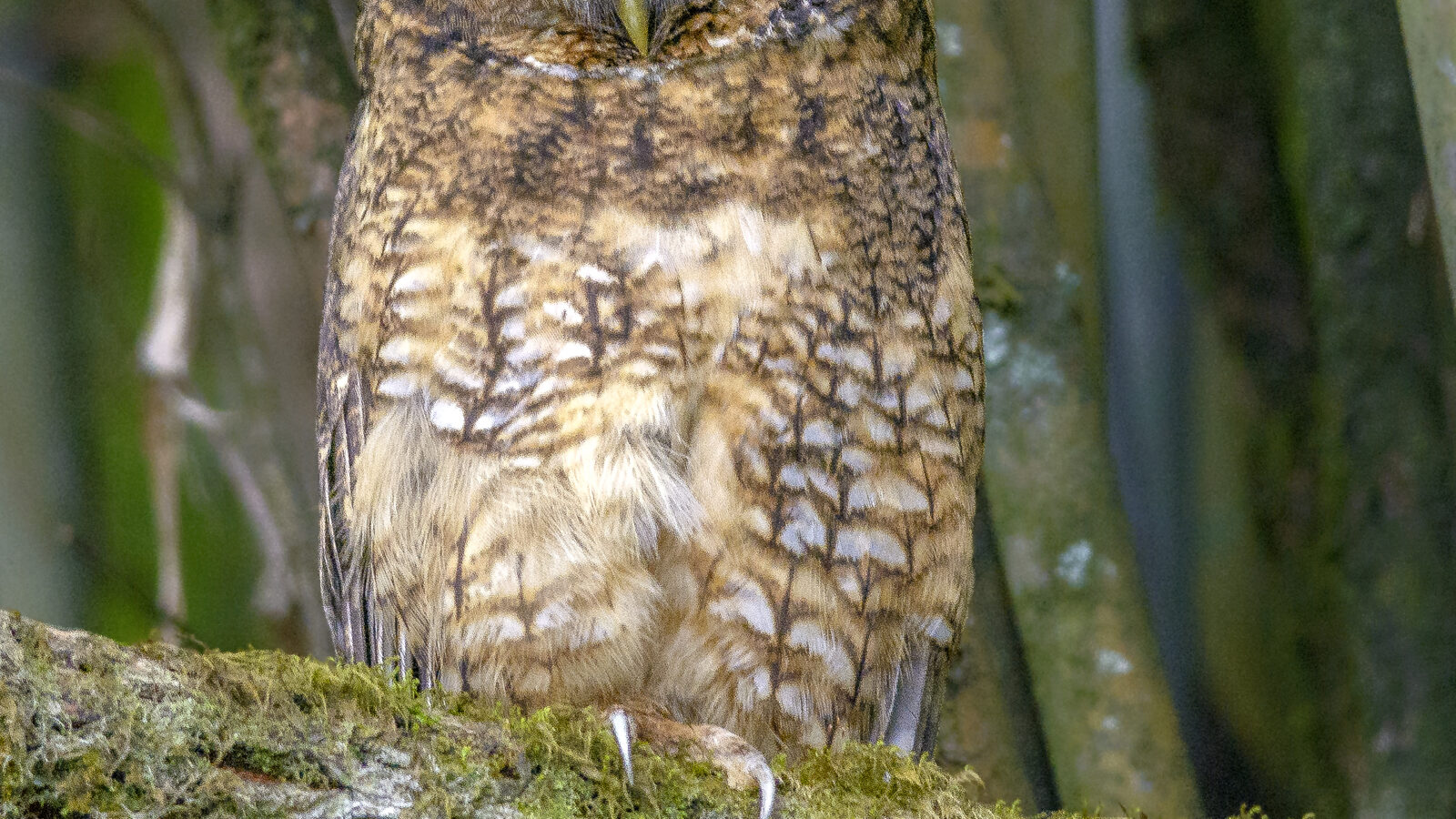 Himalayan Owl