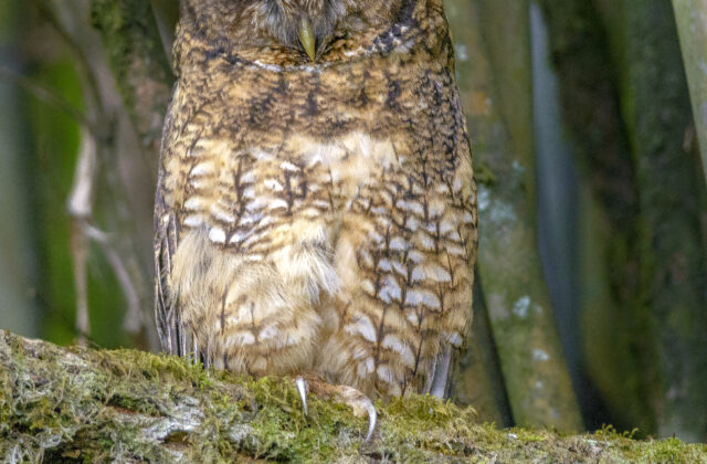 Himalayan Owl