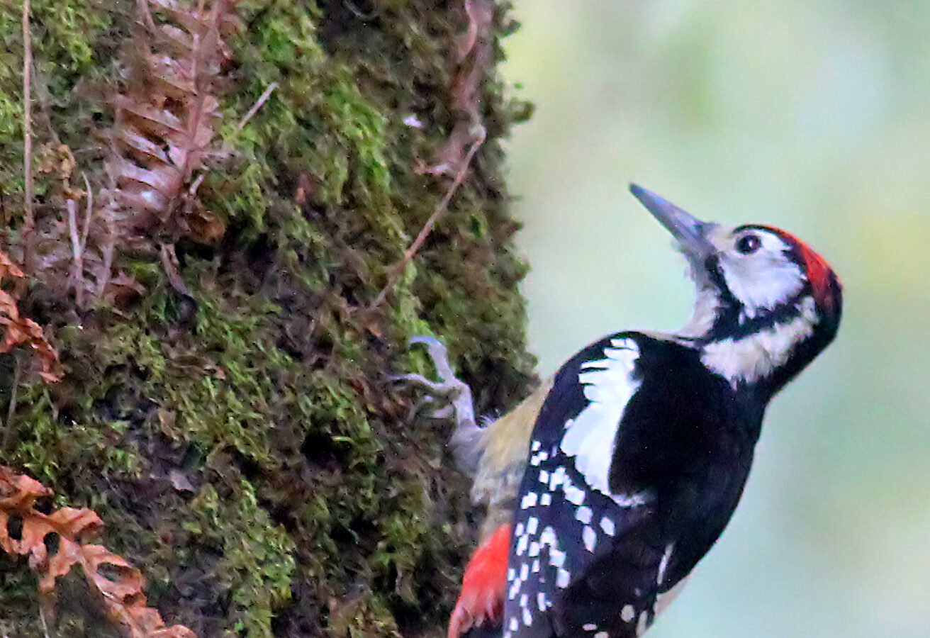 Himalayan Woodpecker