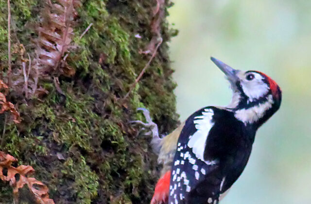 Himalayan Woodpecker