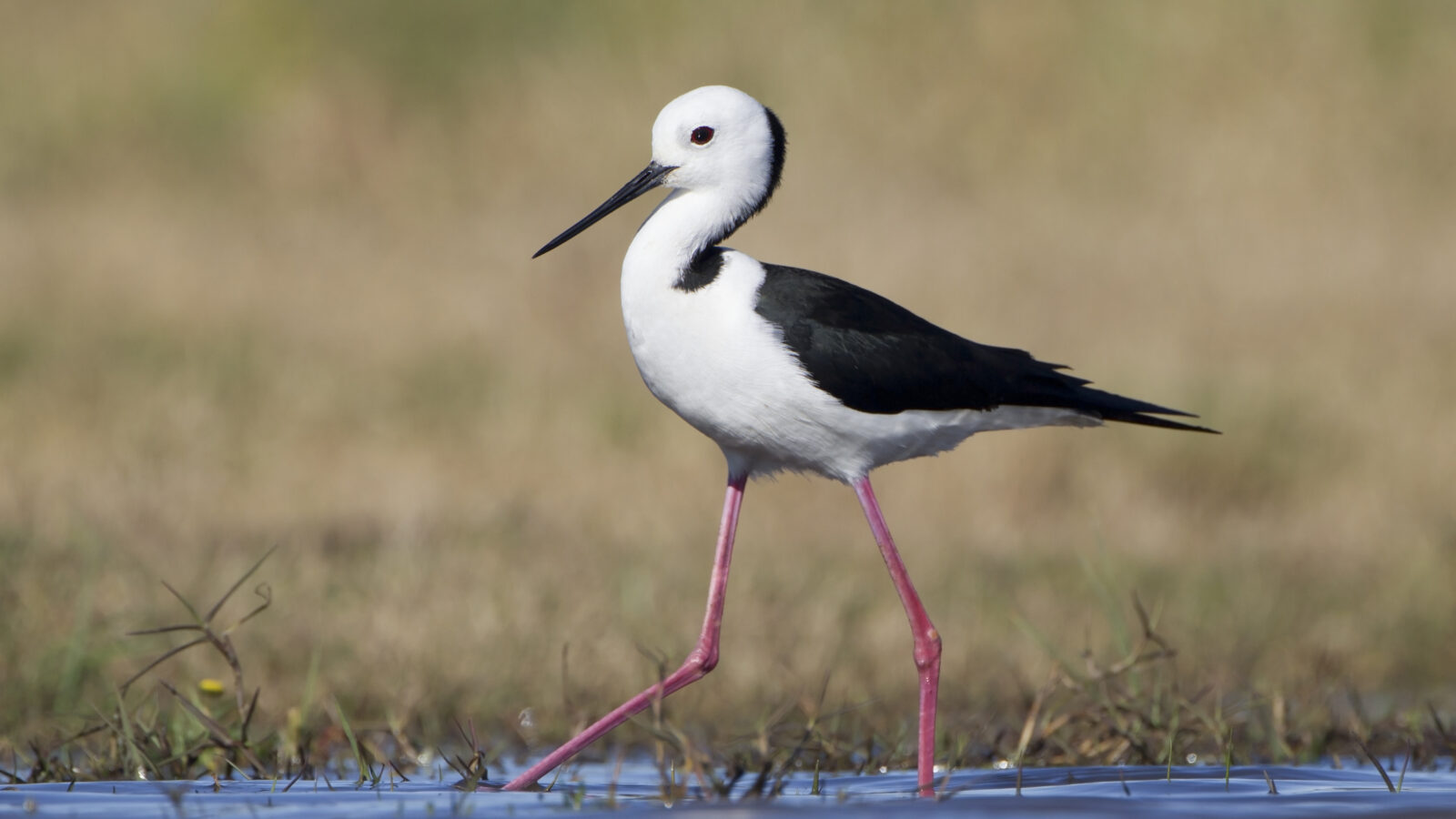 Pied Stilt