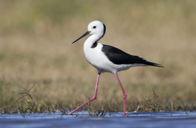 Pied Stilt