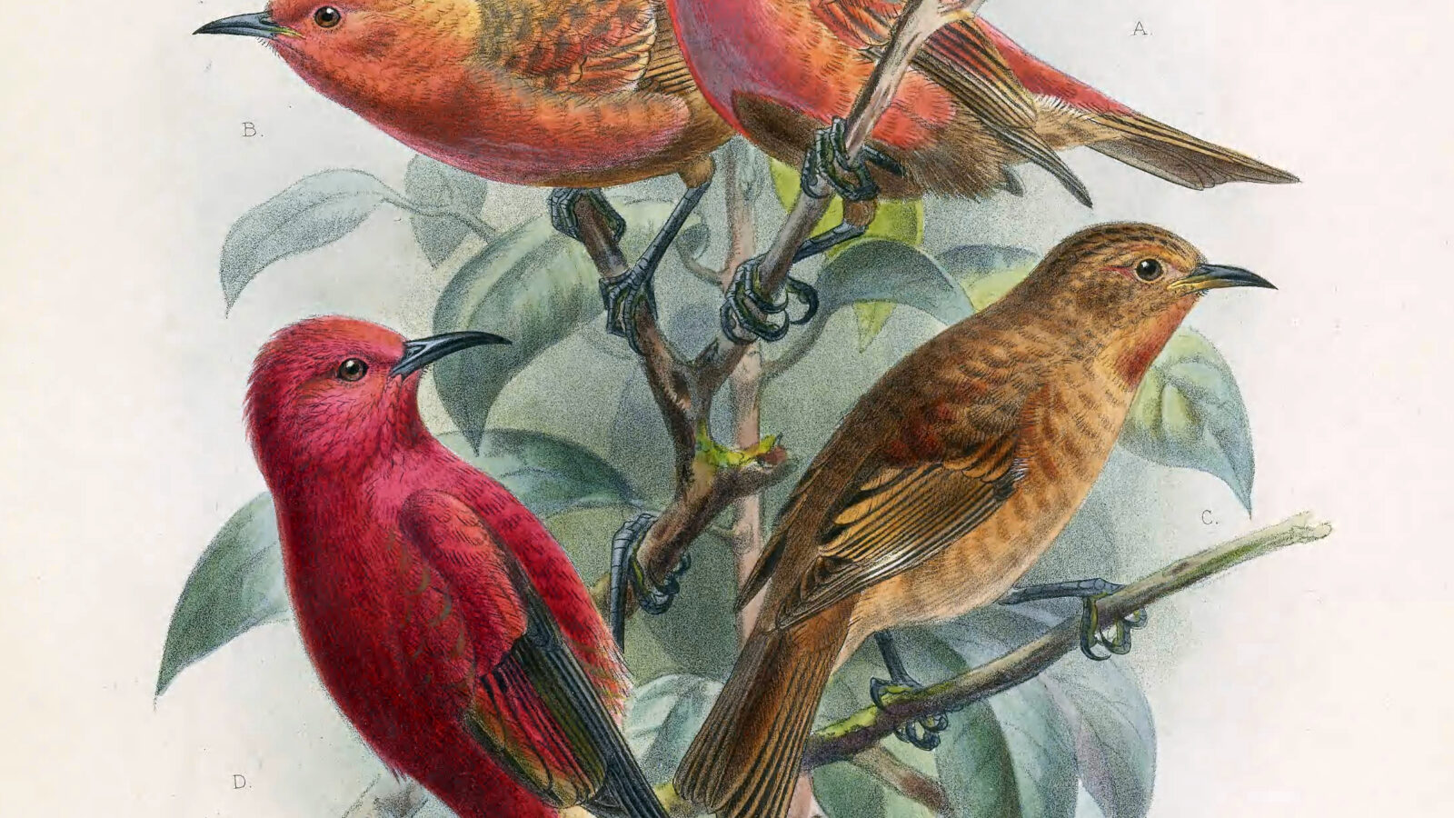 Laysan Honeycreeper