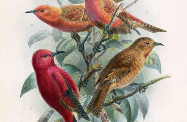 Laysan Honeycreeper