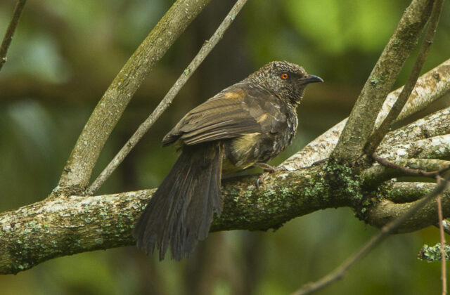 Hinde’s Babbler