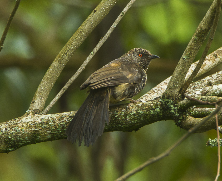 Hinde’s Babbler