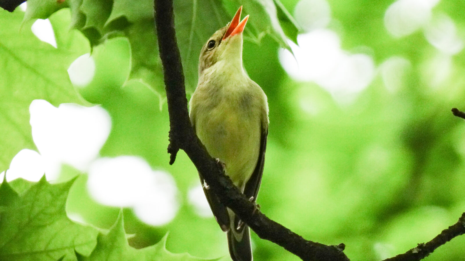 Icterine Warbler