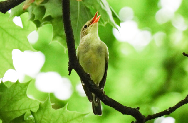 Icterine Warbler
