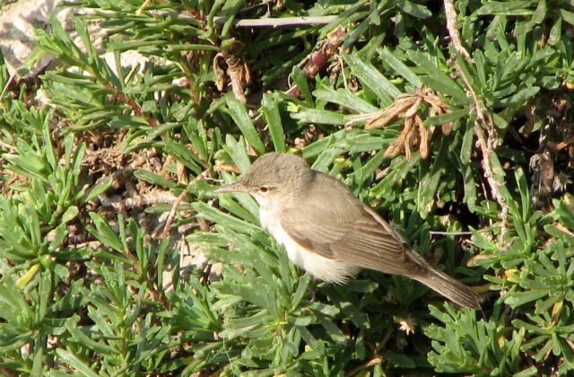 Eastern Olivaceous Warbler