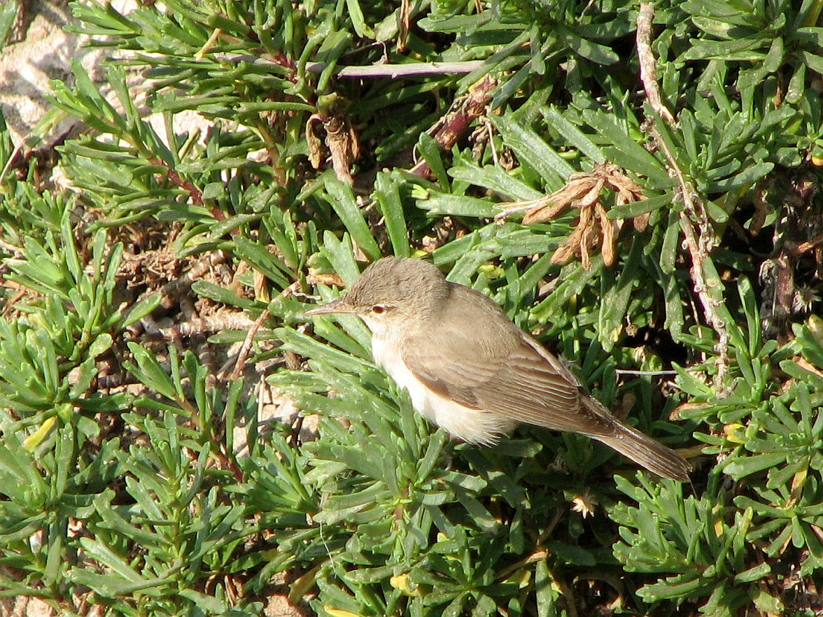 Eastern Olivaceous Warbler