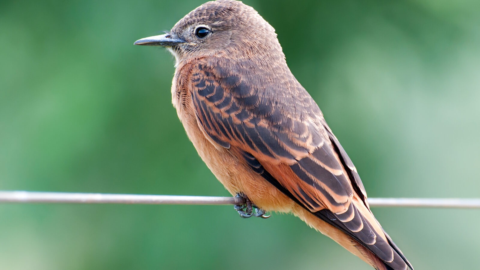 Cliff Flycatcher