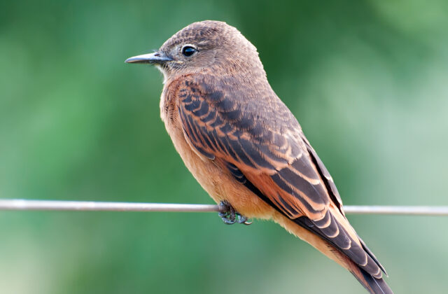 Cliff Flycatcher