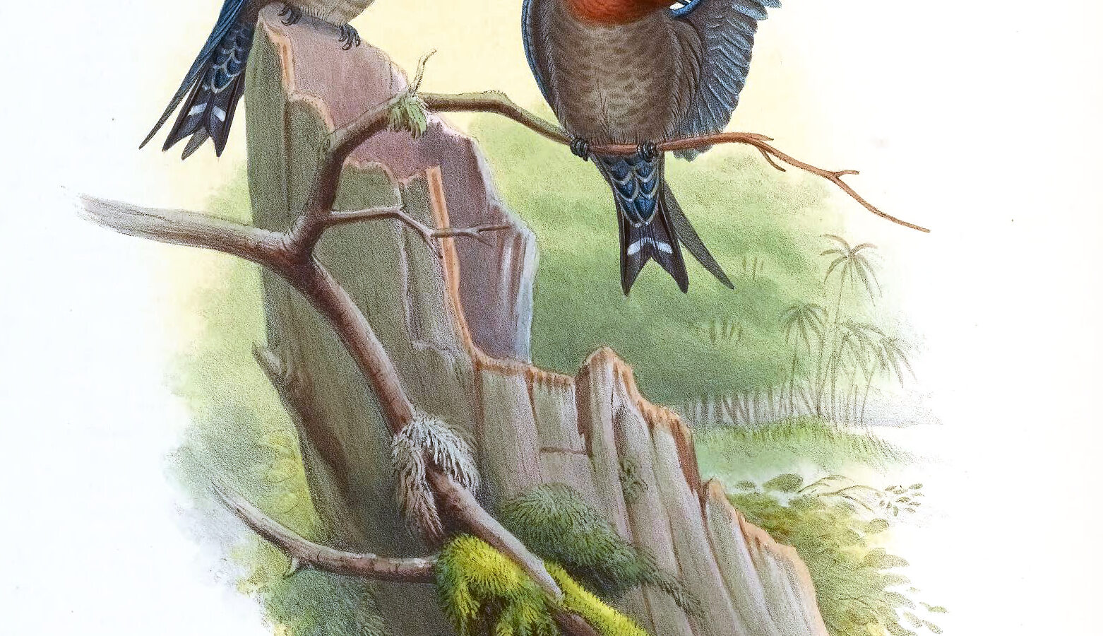 Hill Swallow