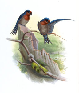 Hill Swallow