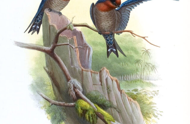 Hill Swallow