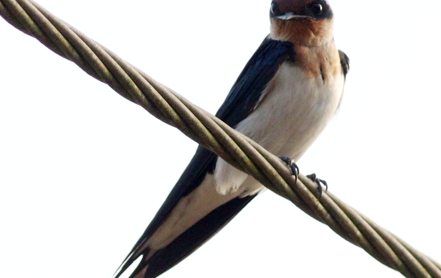 Ethiopian Swallow