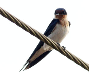 Ethiopian Swallow
