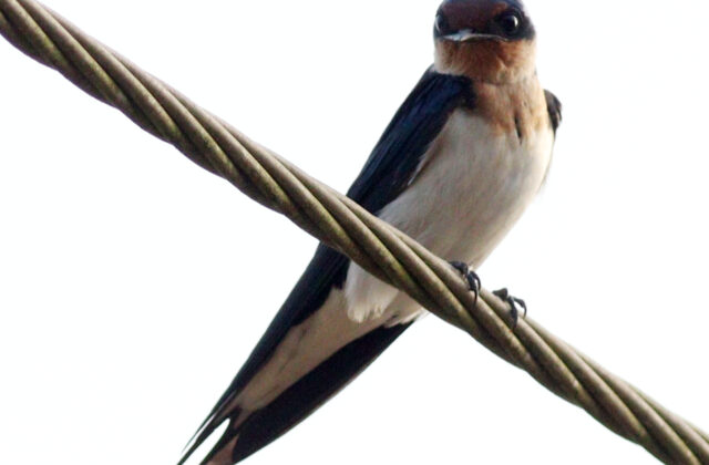 Ethiopian Swallow