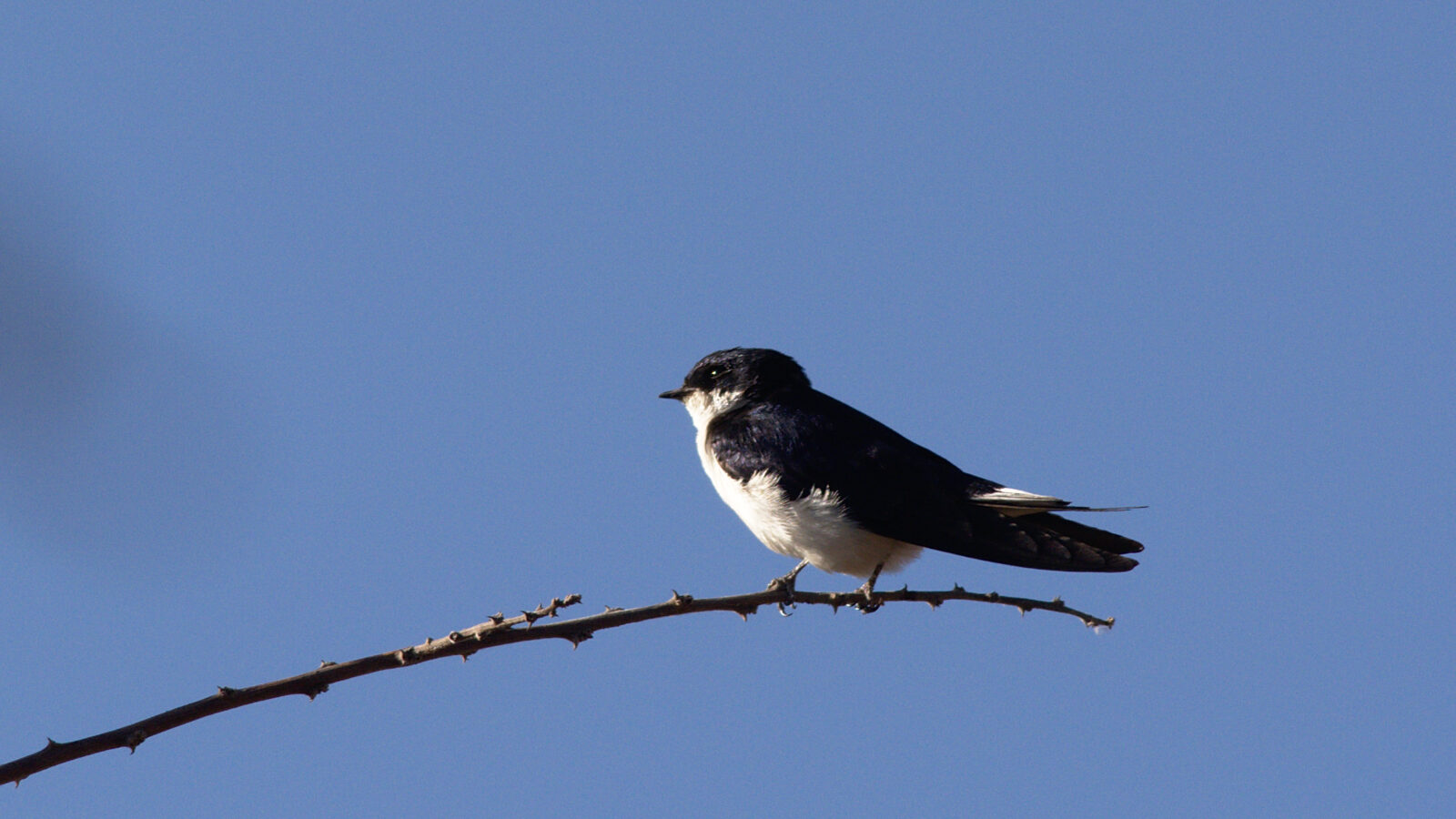 White-tailed Swallow