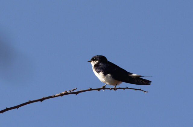 White-tailed Swallow