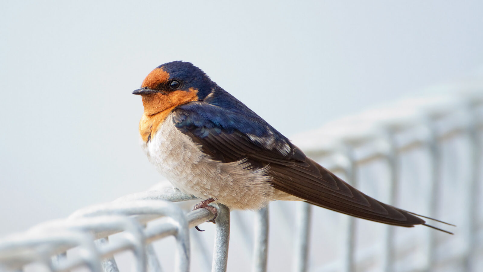 Welcome Swallow