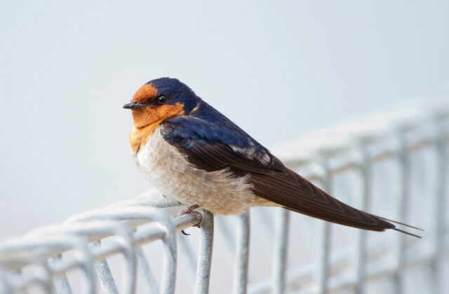 Welcome Swallow