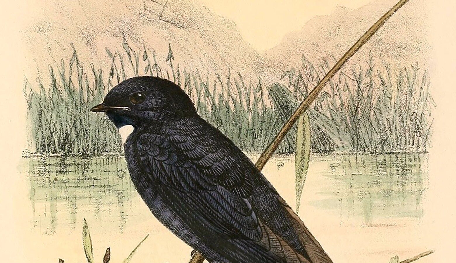 White-bibbed Swallow