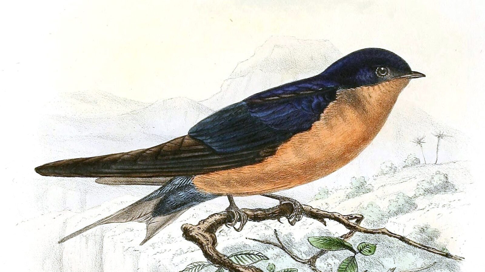 Black-and-rufous Swallow