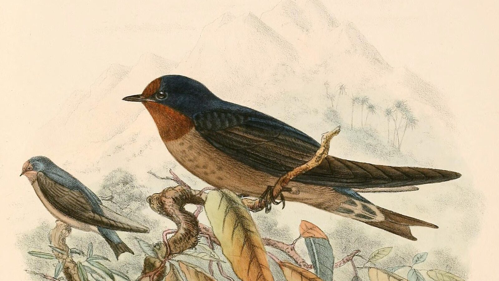 Tahiti Swallow