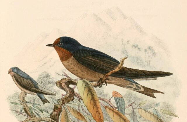 Tahiti Swallow