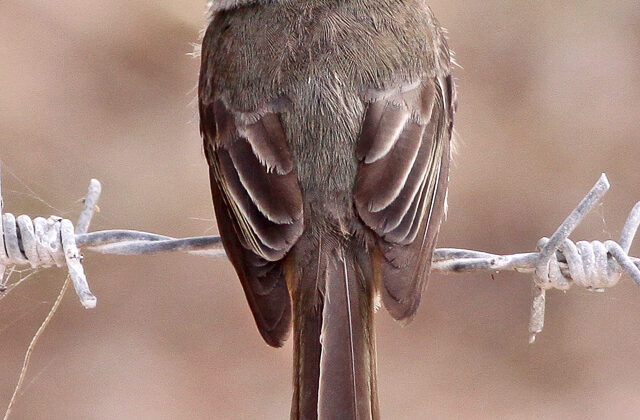 Hispaniolan Pewee