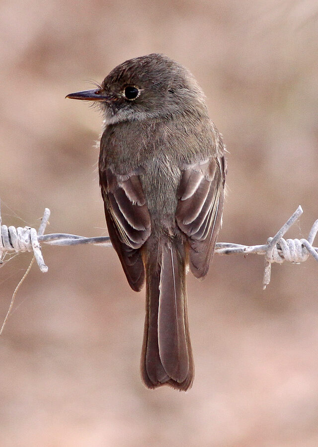 Hispaniolan Pewee