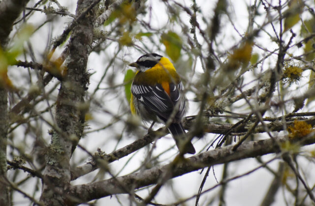 Hispaniolan Spindalis