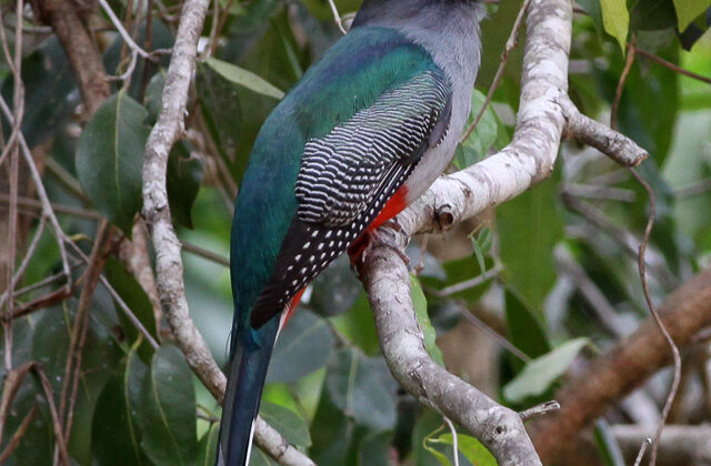 Hispaniolan Trogon
