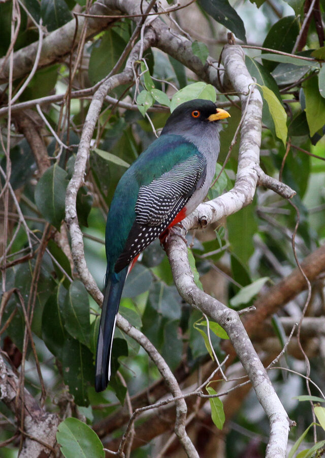 Hispaniolan Trogon