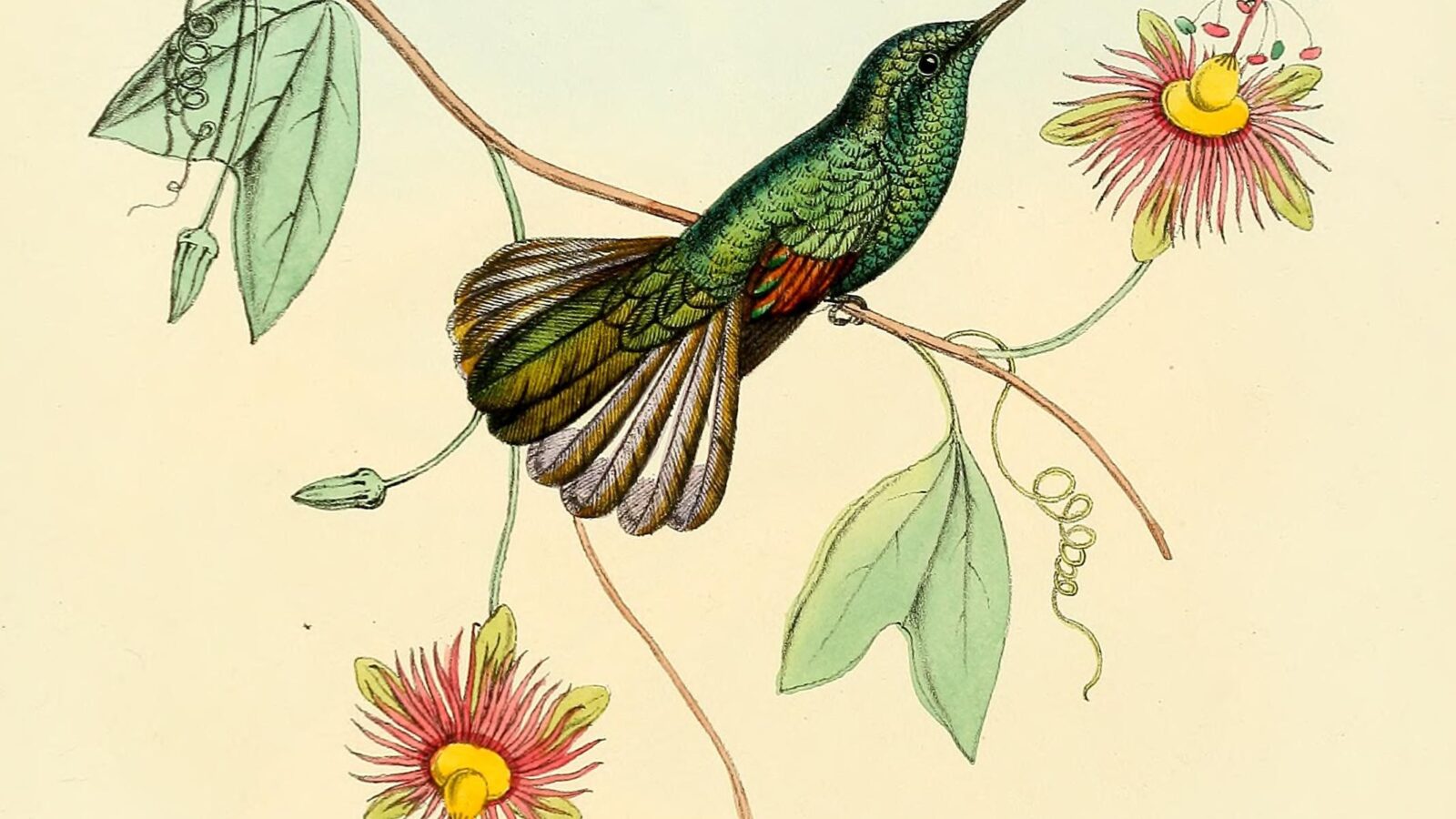 White-tailed Hummingbird