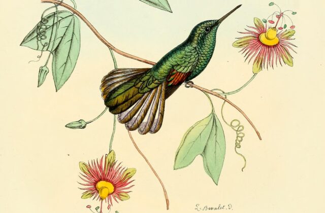White-tailed Hummingbird