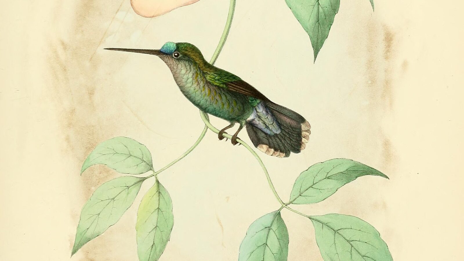 Blue-fronted Lancebill