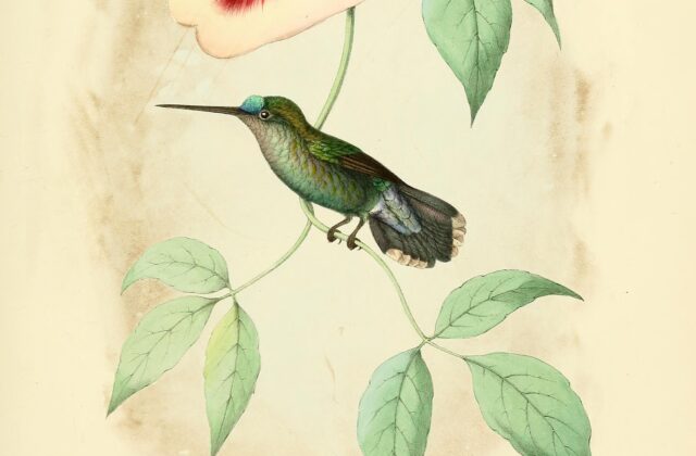 Blue-fronted Lancebill