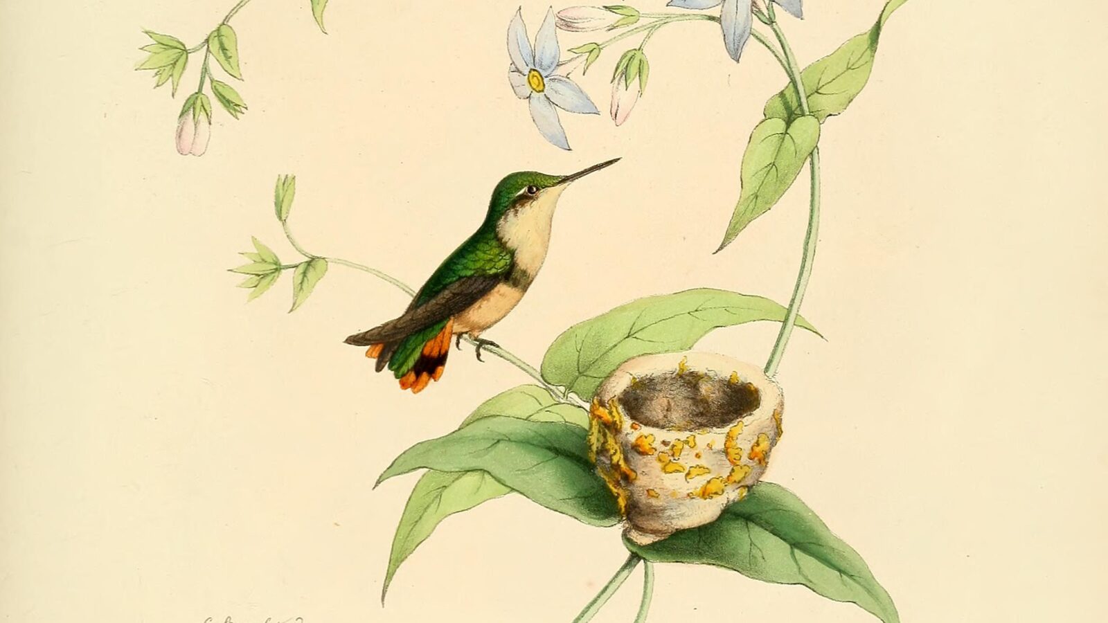 Rufous-shafted Woodstar