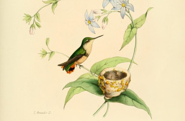 Rufous-shafted Woodstar