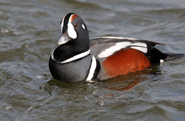 Harlequin Duck