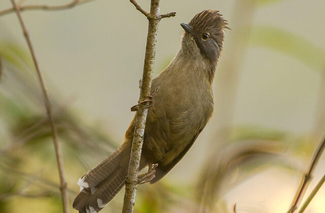 Hoary-throated Barwing