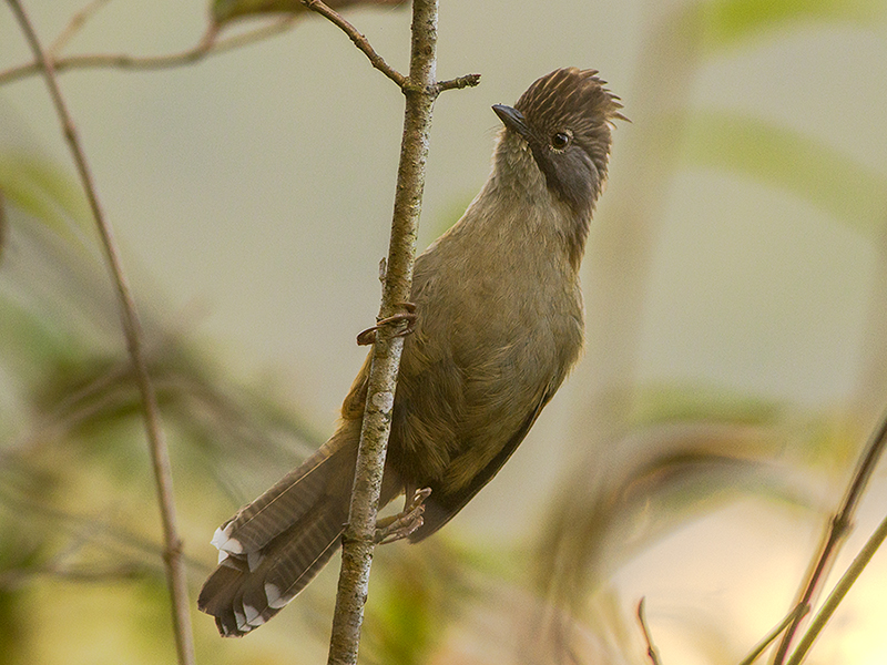 Hoary-throated Barwing